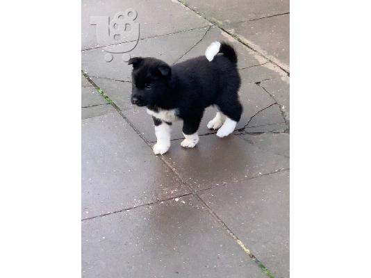 Ιαπωνικά Akita.